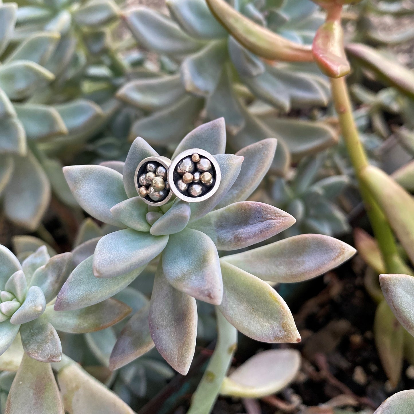 Champagne Studs (Sterling Silver and 14kt Recycled Gold)