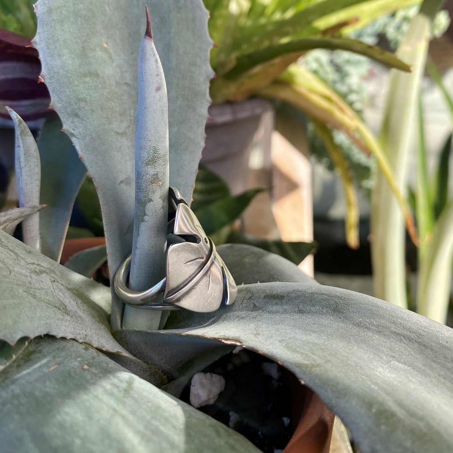 The Monstera Ring